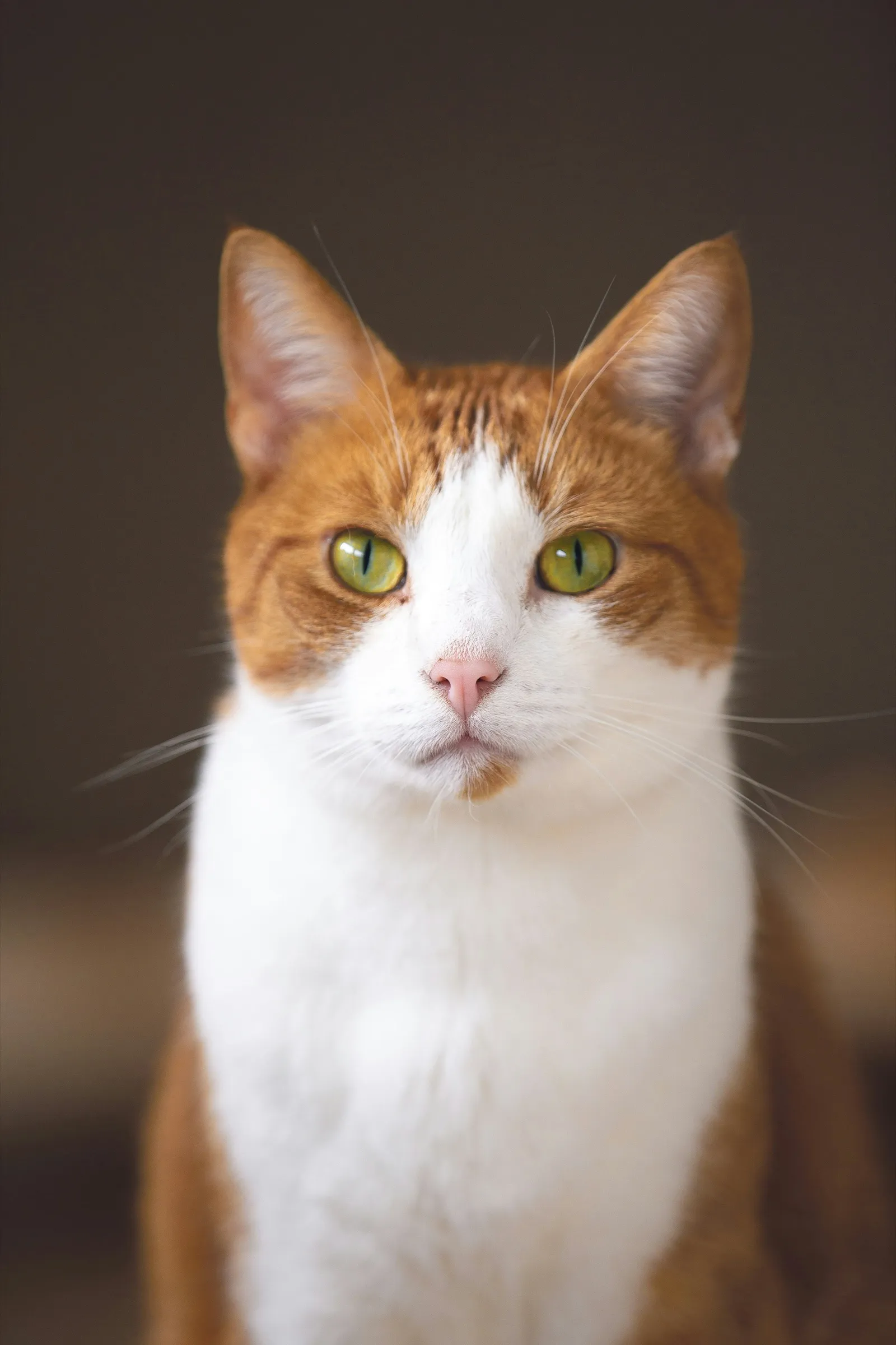 A ginger and white cat with green eyes