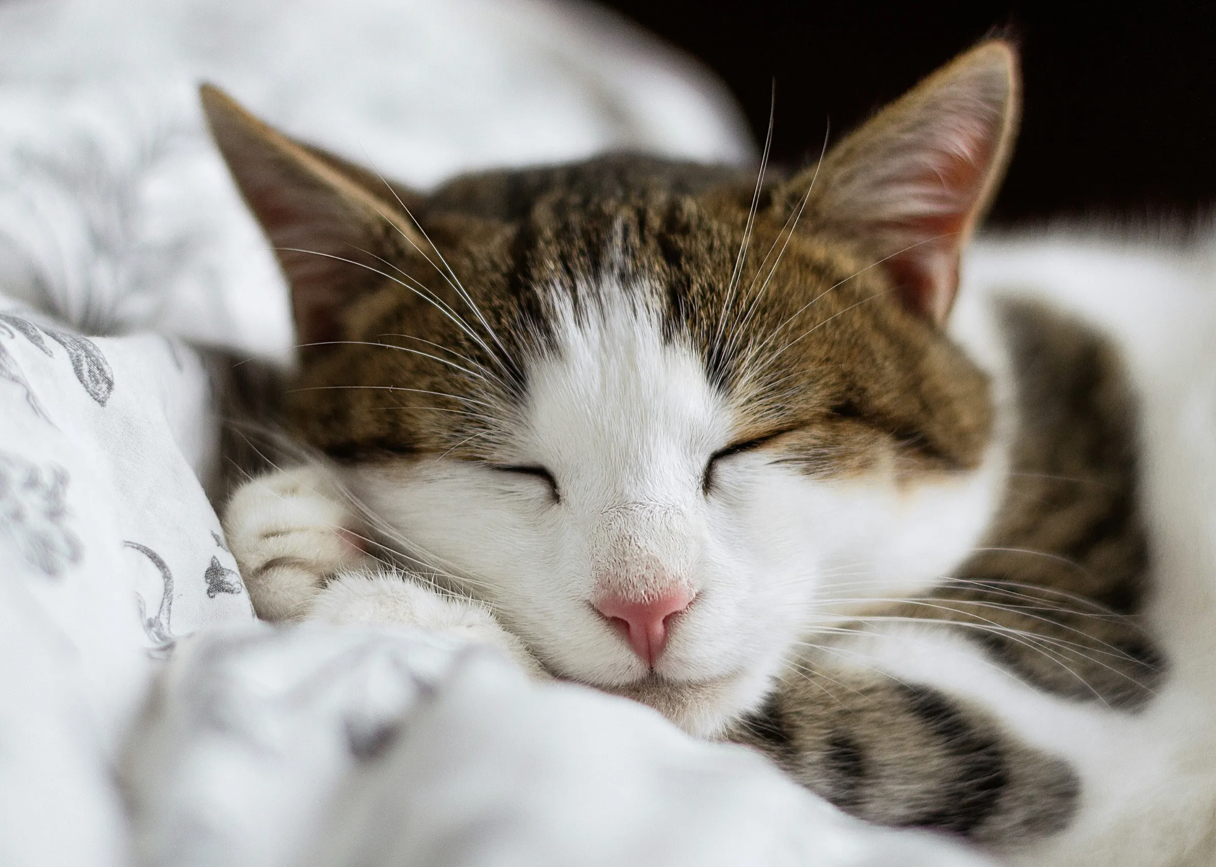 A tabby and white cat asleep on a white blanket