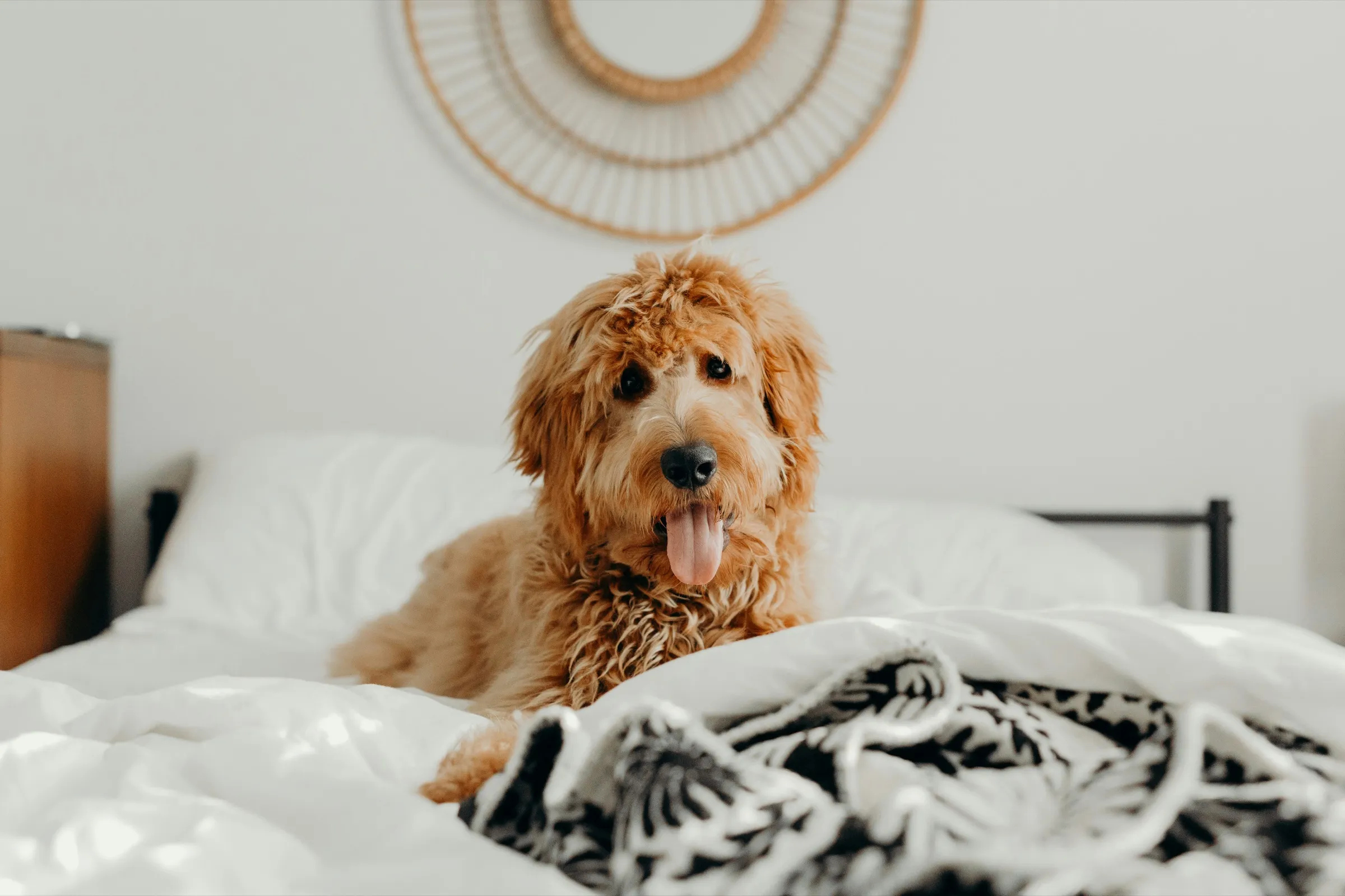 A fluffy golden dog lying on a bed